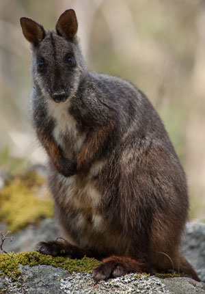 Brush-tailed Rock-wallaby
