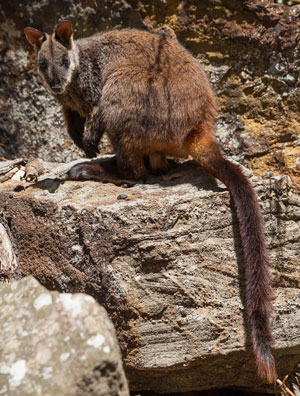 Brush-tailed Rock-wallaby